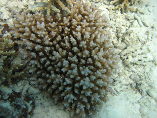  Acropora squarrosa (Acropora squarrosa)